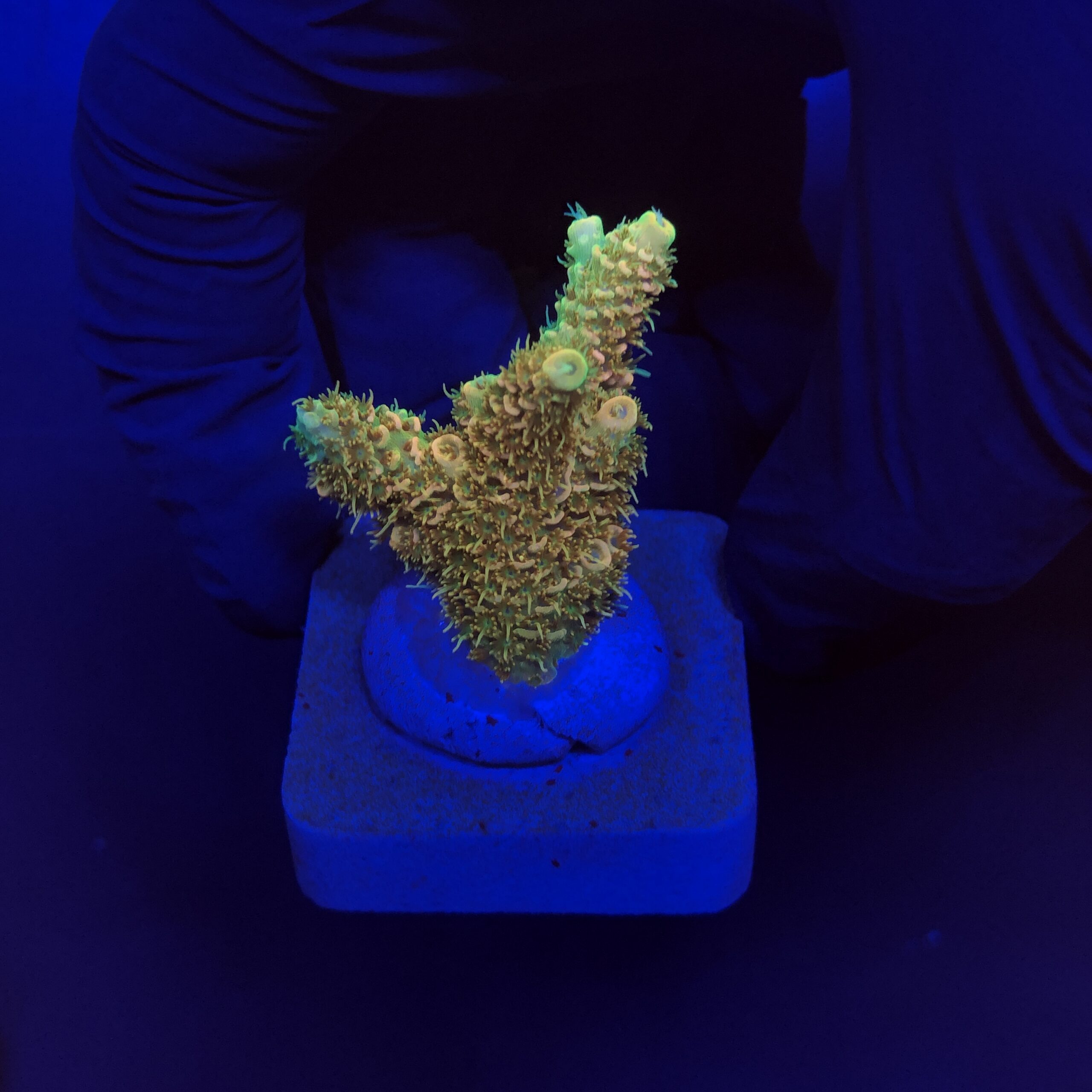 Millepora Orange Yellow Tips M