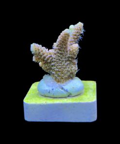 Alternative view of Millepora Orange Yellow Tips M