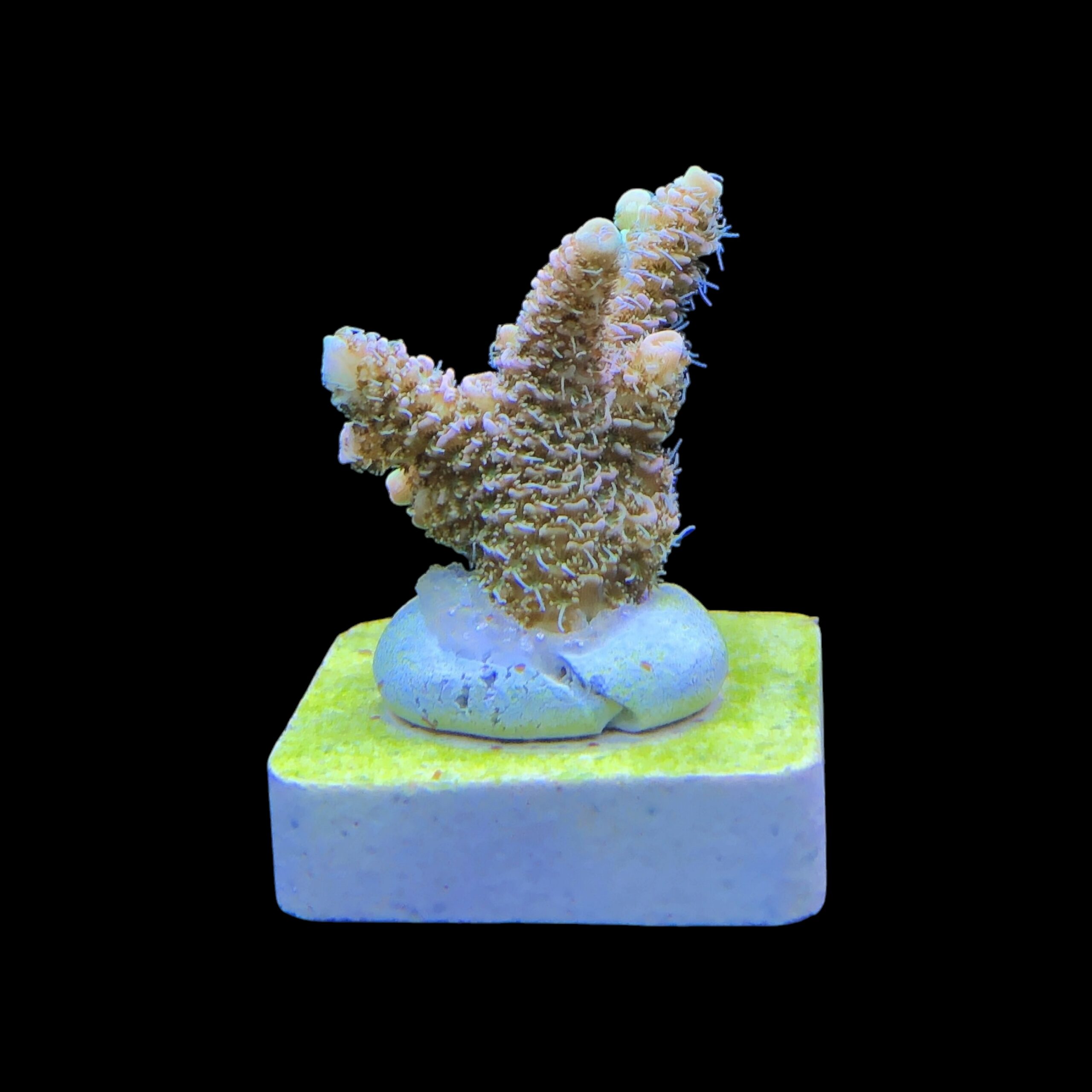 Millepora Orange Yellow Tips M - Imagem 2