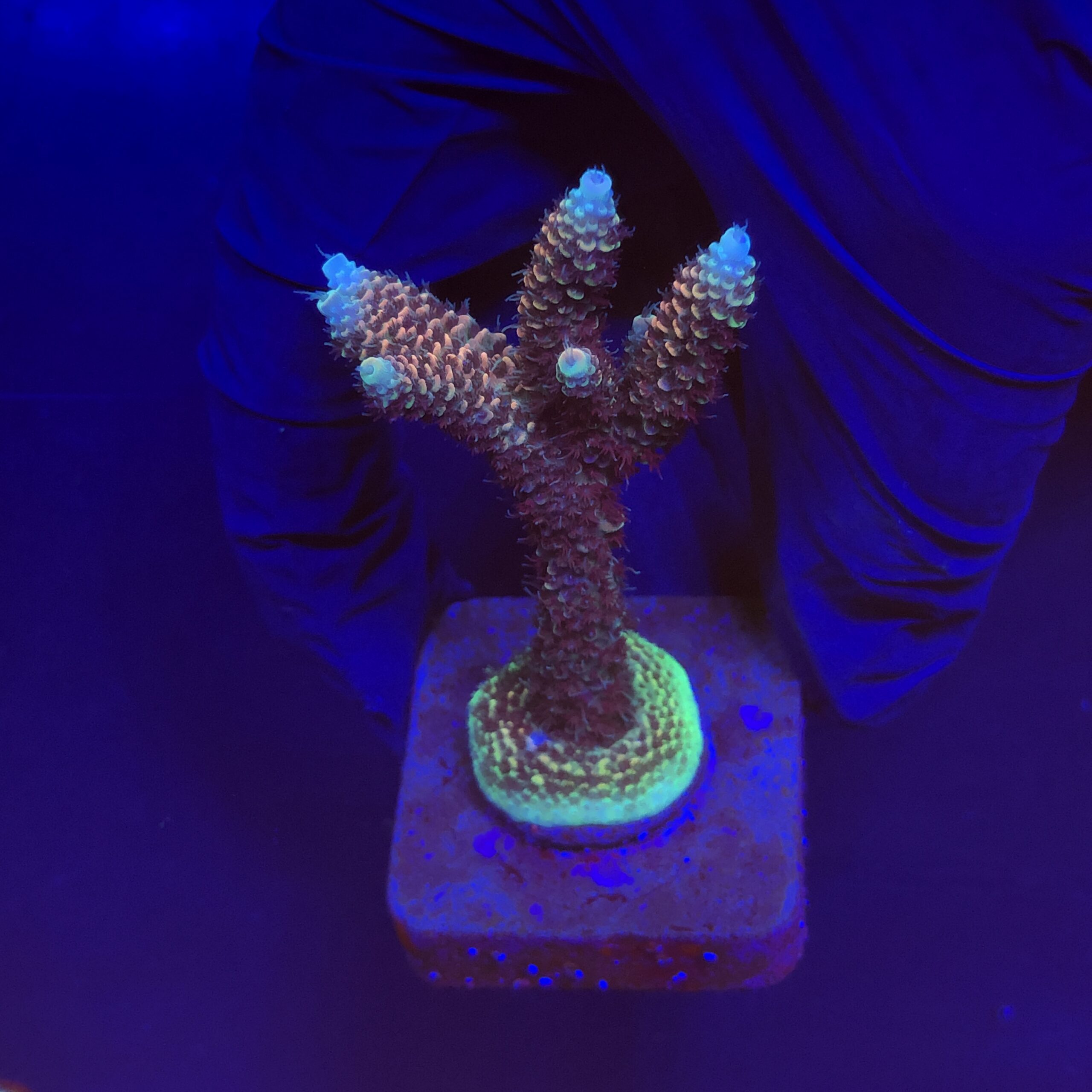 Millepora Tricolor M