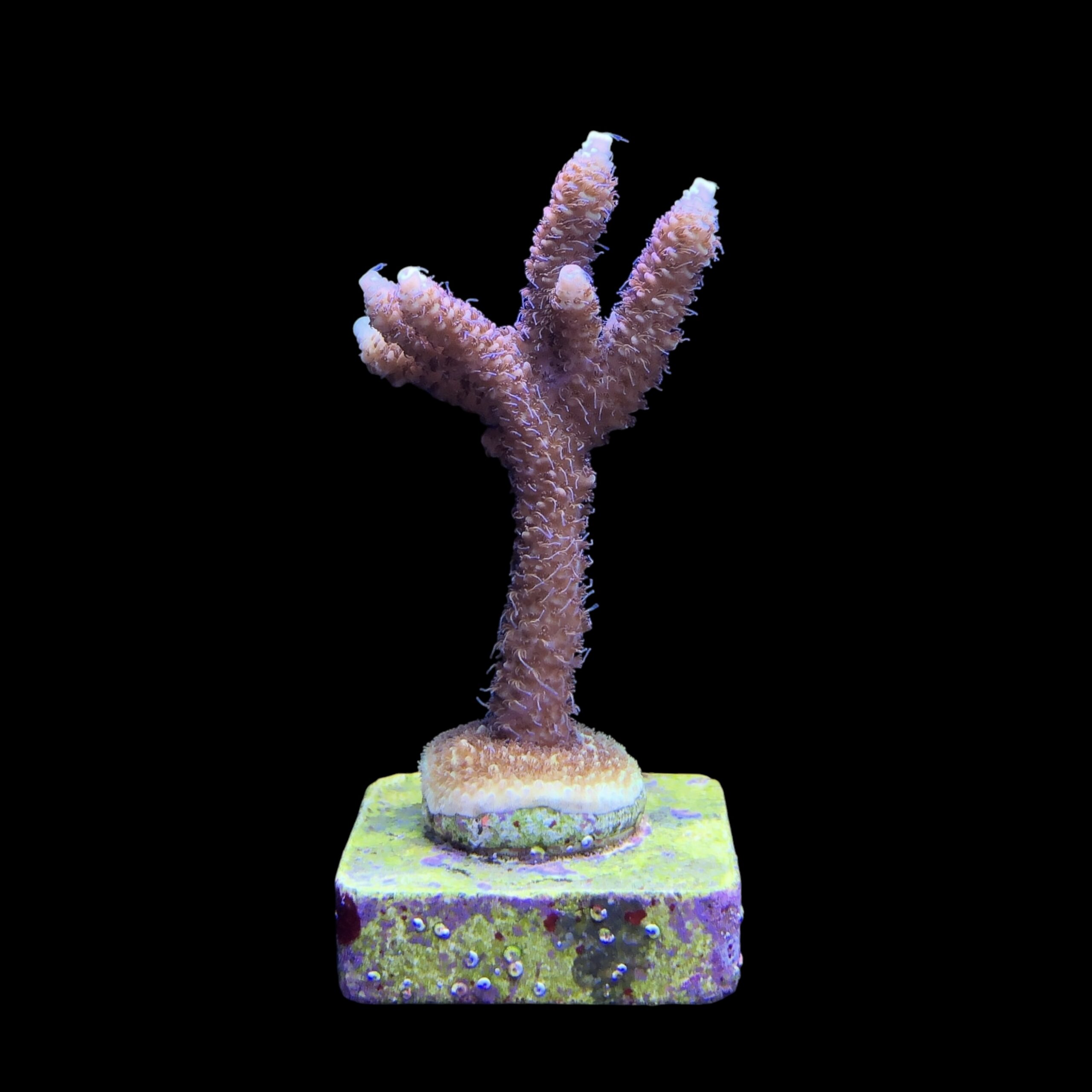 Millepora Tricolor M - Imagem 2
