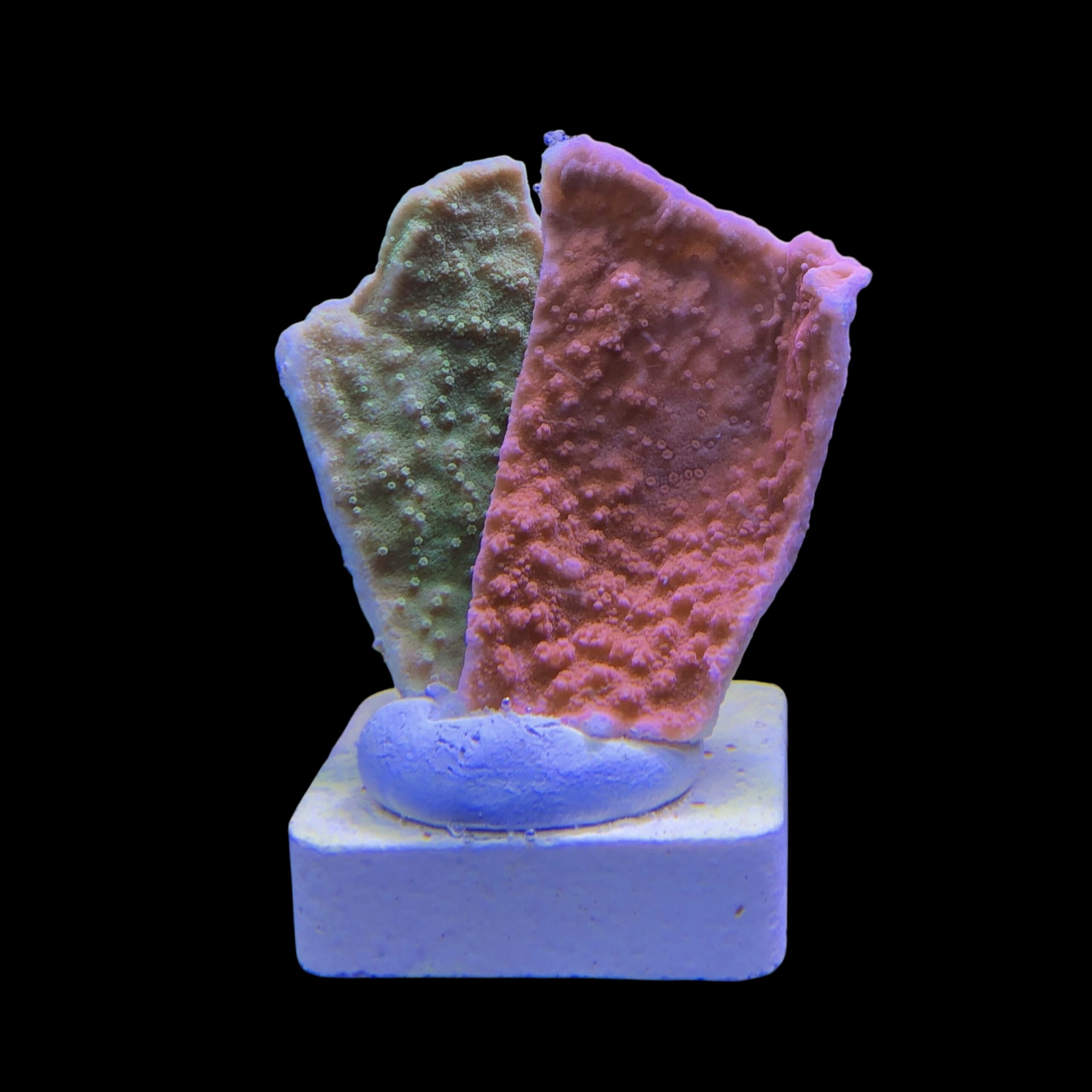 Montipora Capricornio Grafted M - Imagem 2