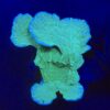 Montipora Capricornio Green G