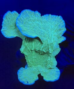 Montipora Capricornio Green G