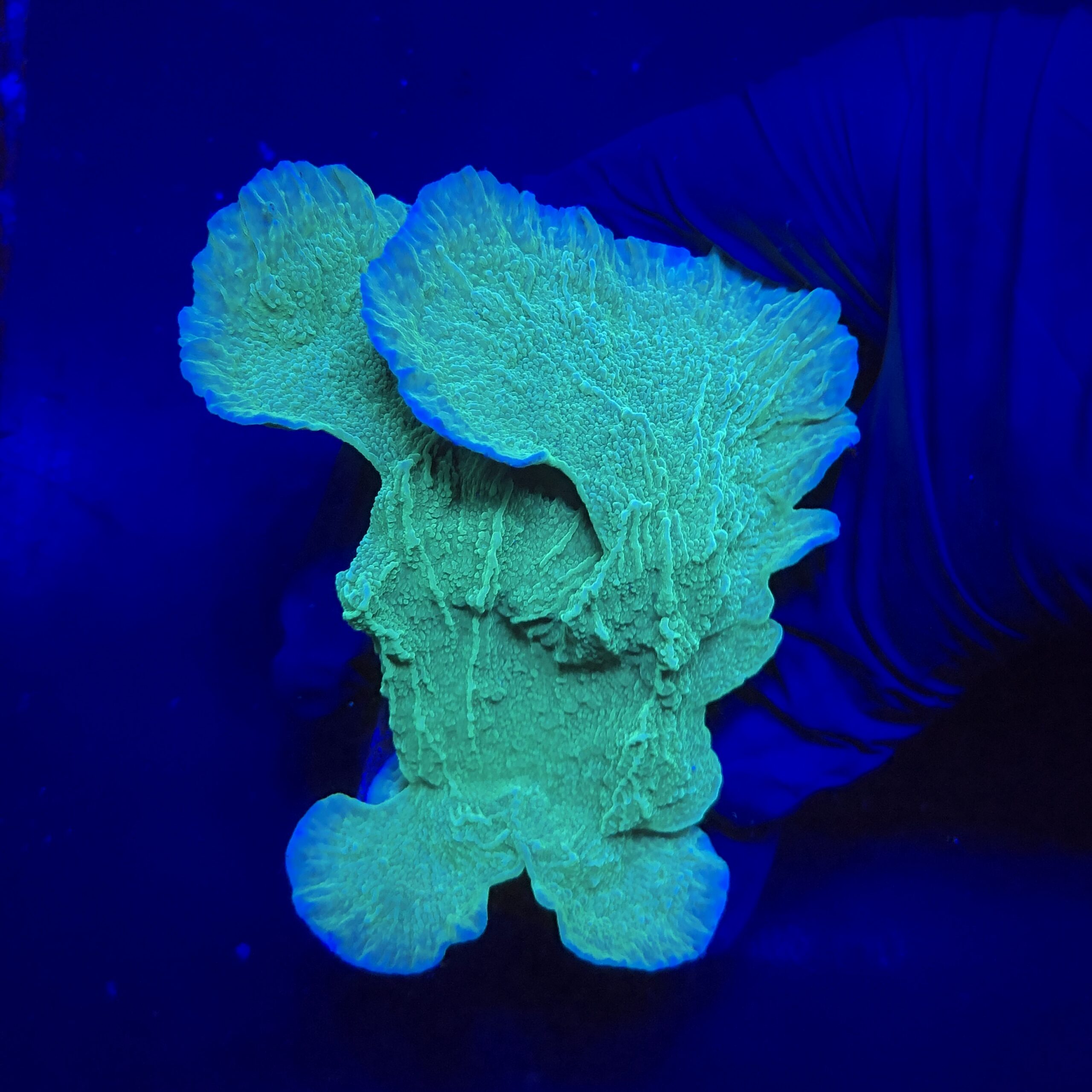 Montipora Capricornio Green G