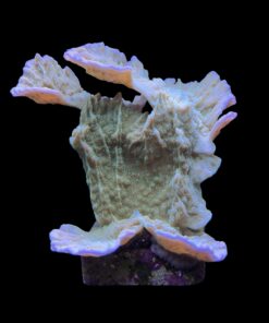 Alternative view of Montipora Capricornio Green G