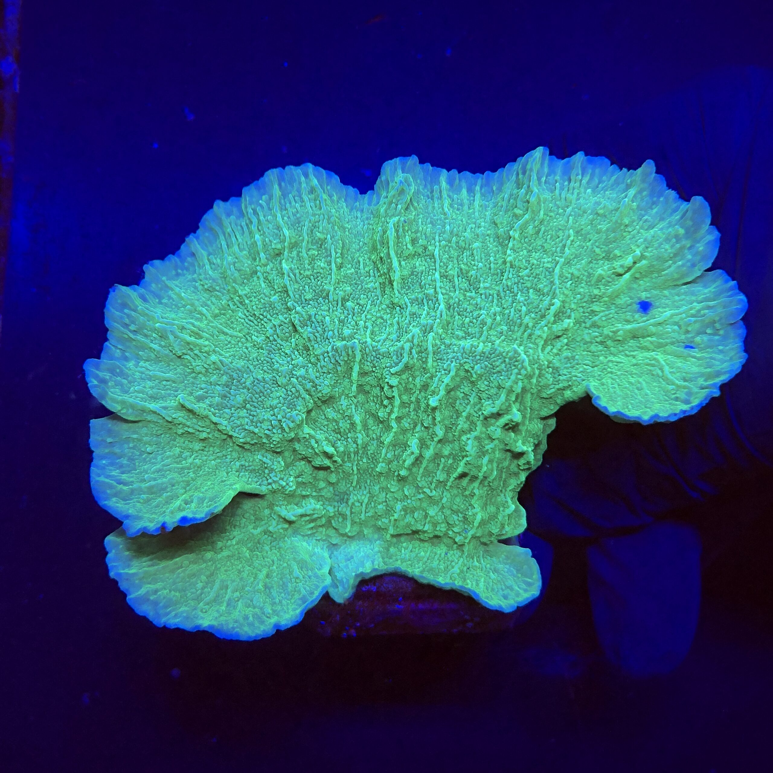 Montipora Capricornio Green G