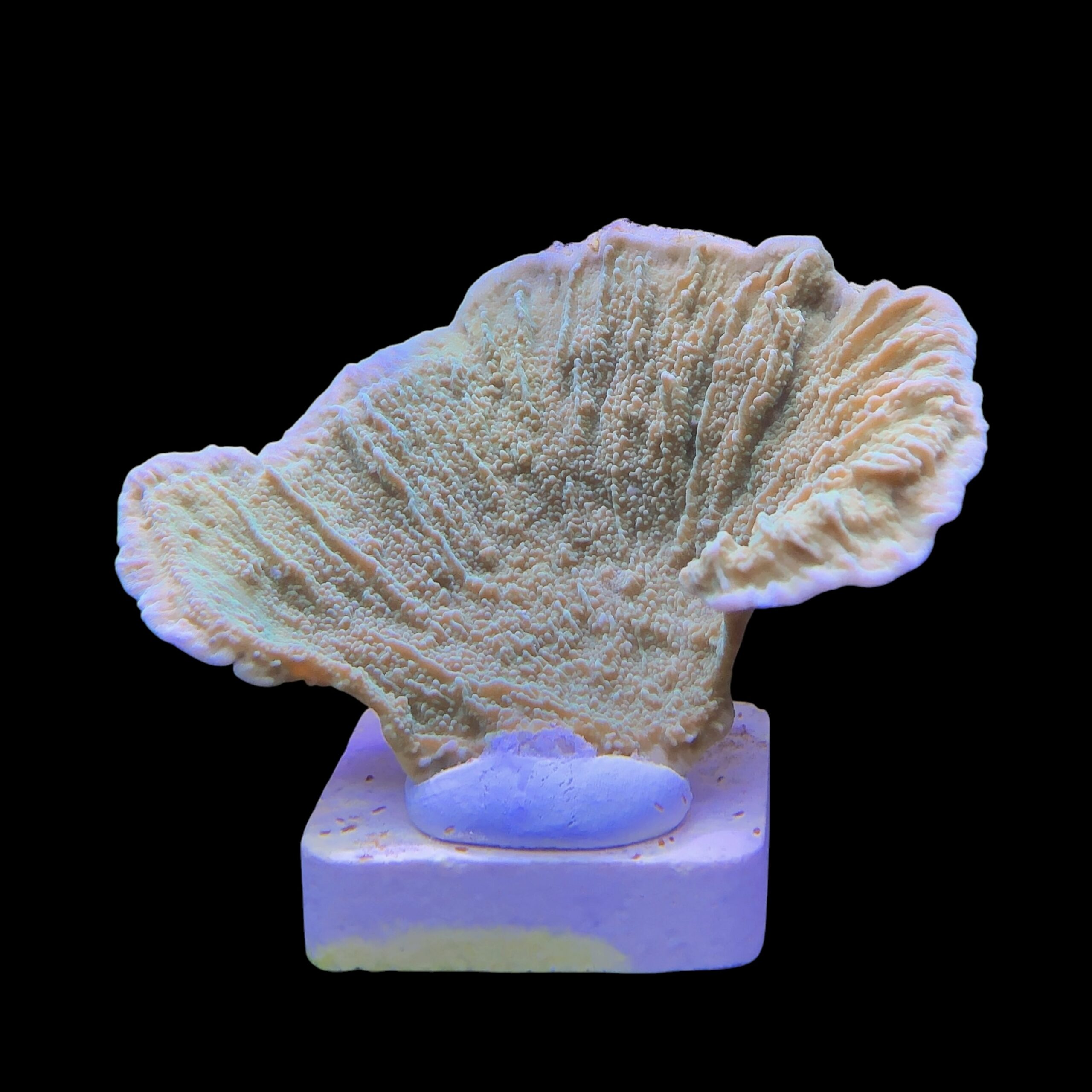Montipora Capricornio Green M - Imagem 2