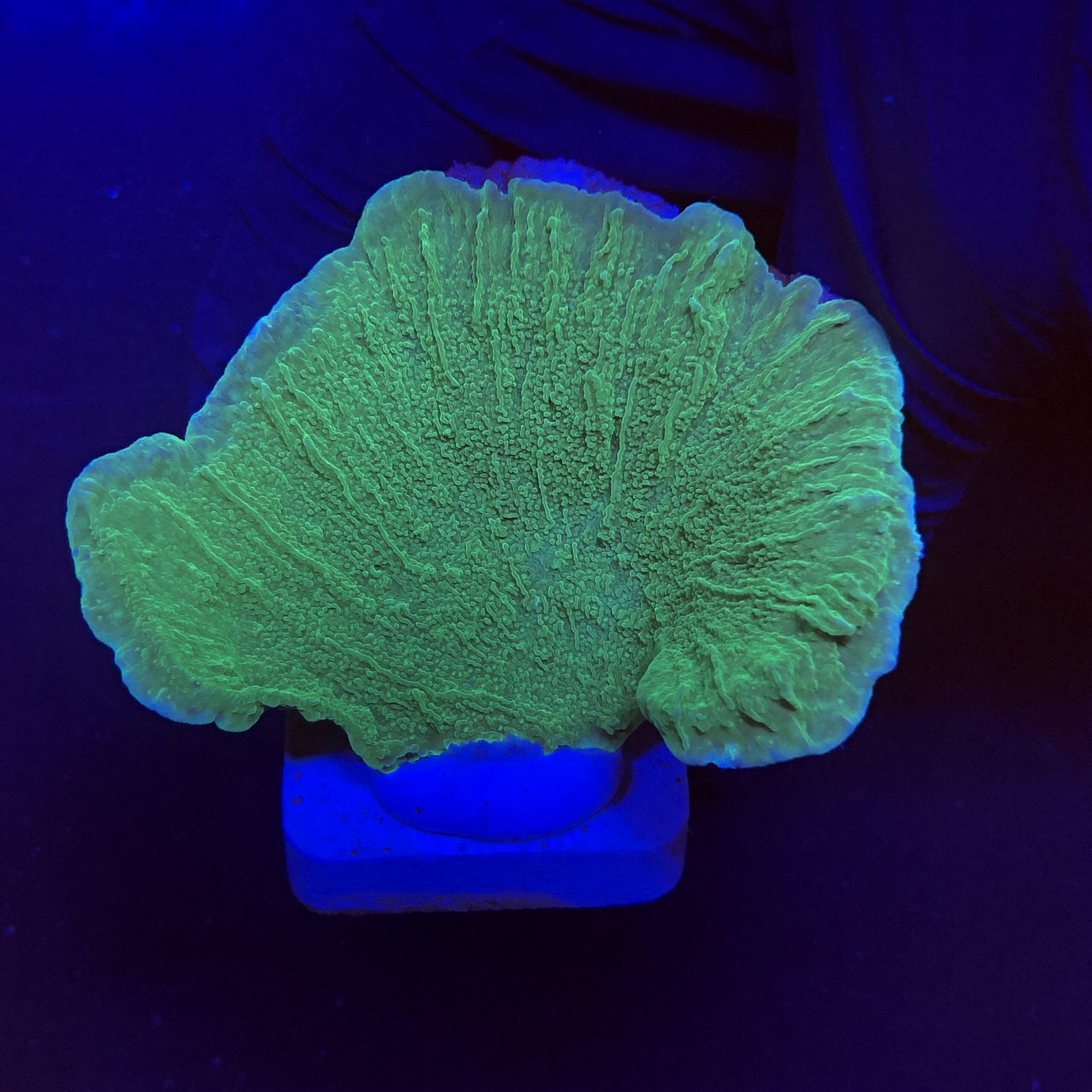 Montipora Capricornio Green M