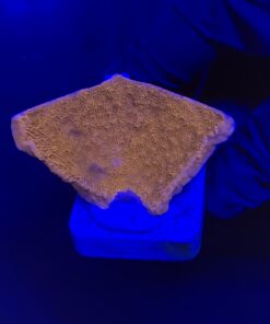 Alternative view of Montipora Capricórnio Laranja M