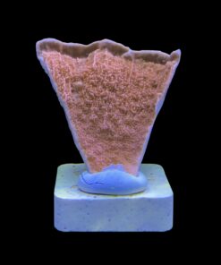 Alternative view of Montipora Capricórnio Laranja M