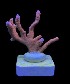 Montipora Digitada Laranja M