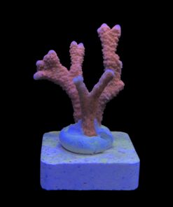 Montipora Digitada Laranja M