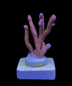 Montipora Digitada Laranja M