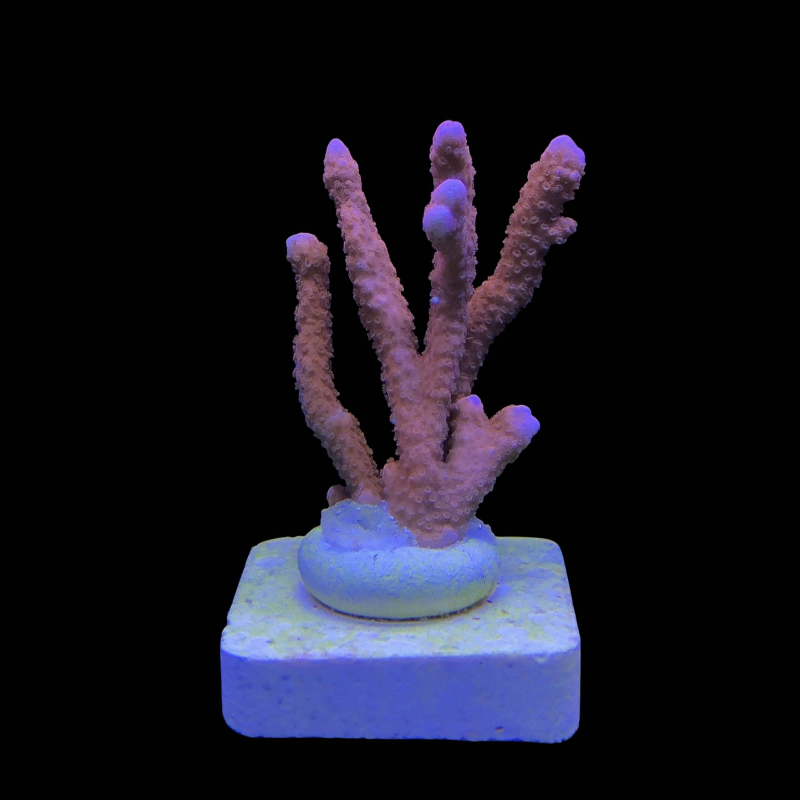 Montipora Digitada Laranja M