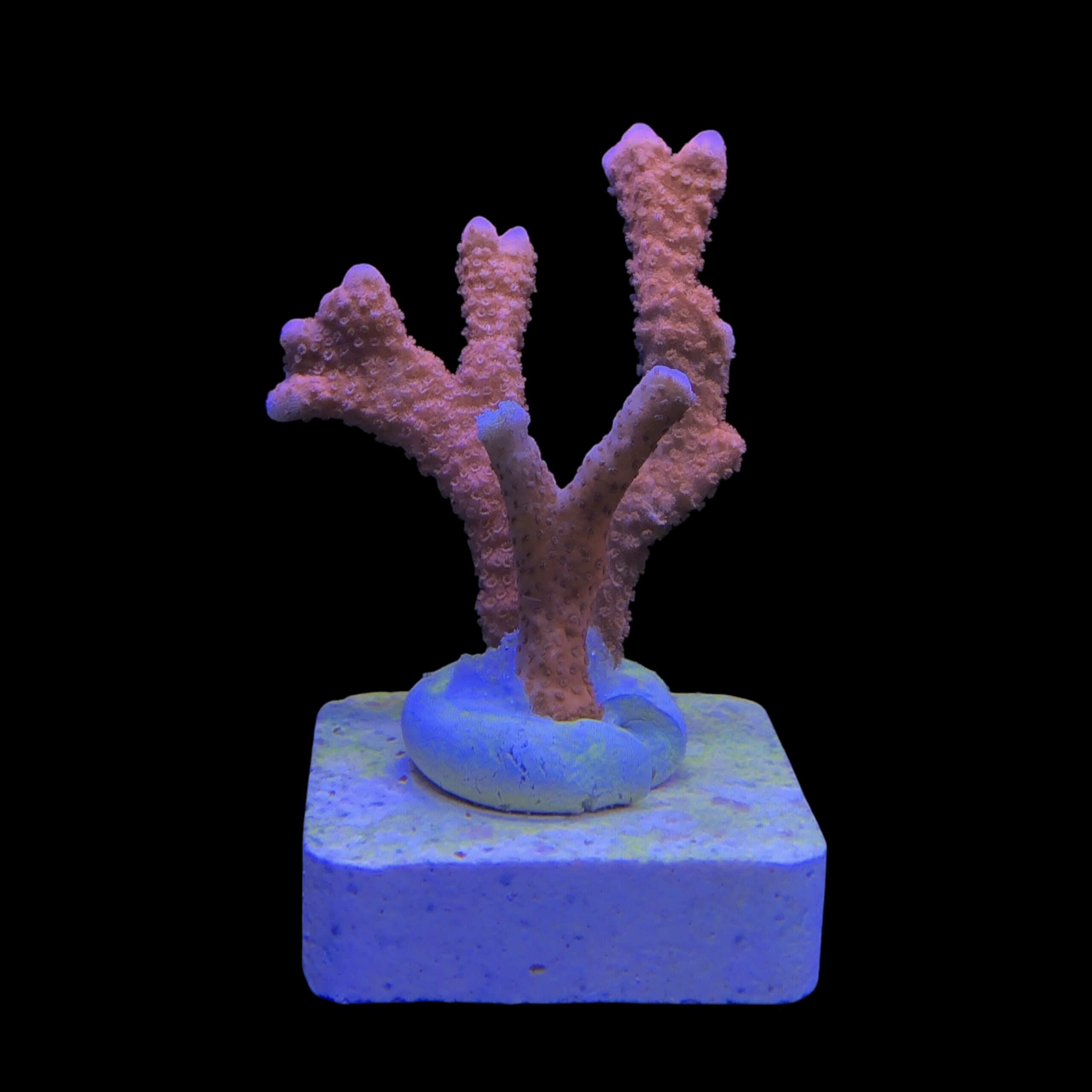 Montipora Digitada Laranja M