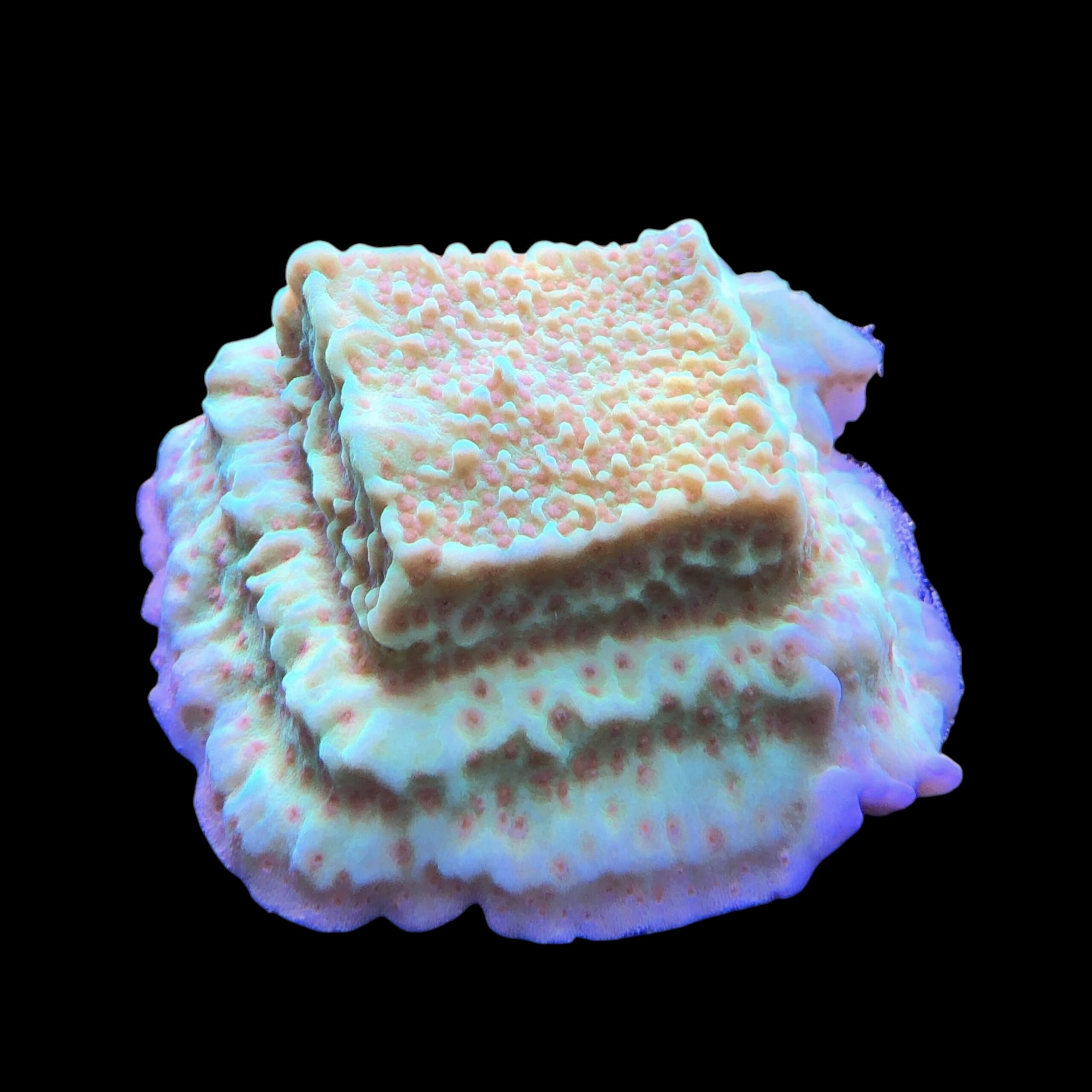 Montipora Jedi Trick Mint Undata G - Imagem 2