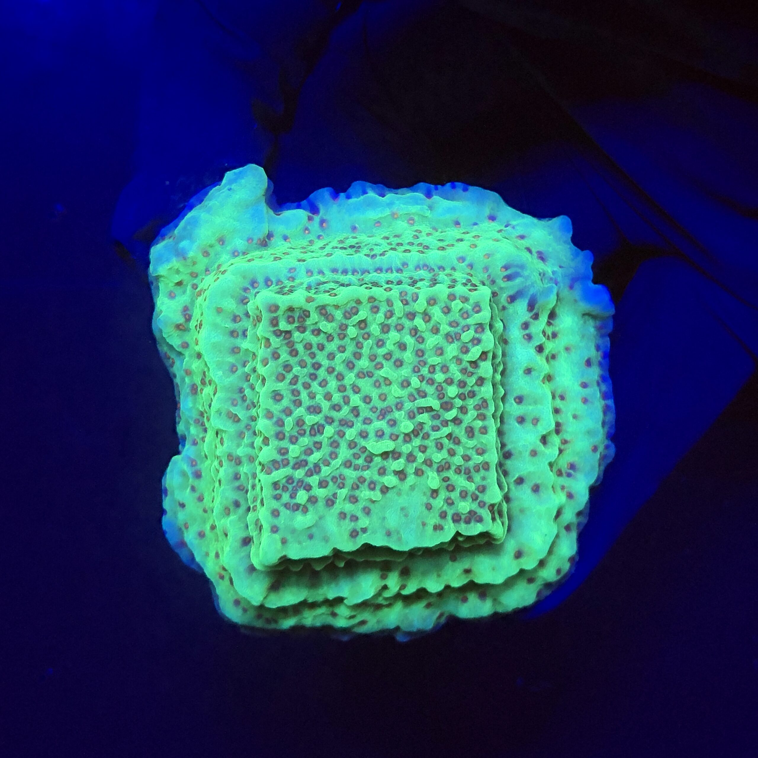 Montipora Jedi Trick Mint Undata G
