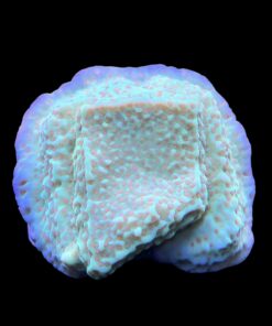 Alternative view of Montipora Jedi Trick Mint Undata G