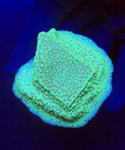 Montipora Jedi Trick Mint Undata G