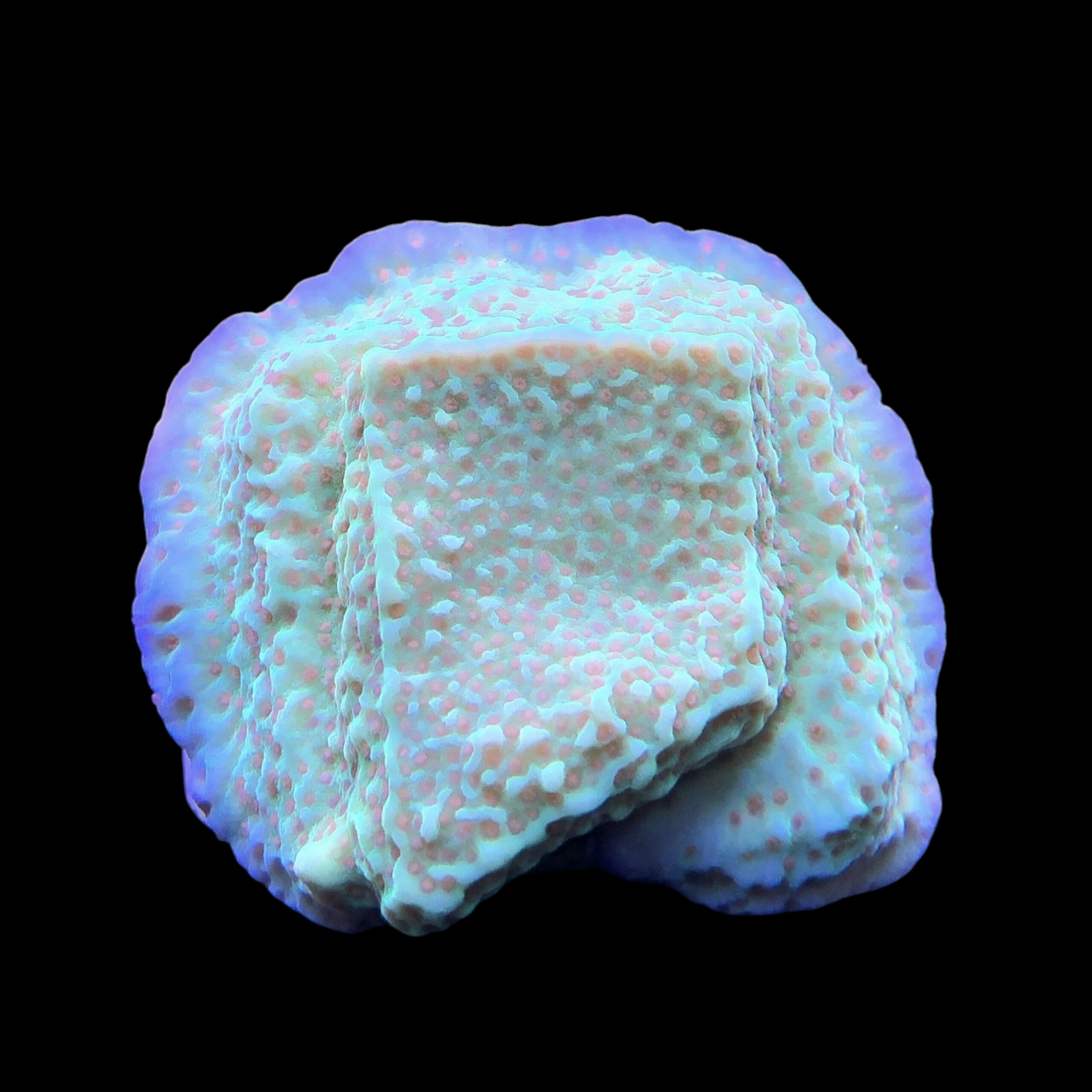 Montipora Jedi Trick Mint Undata G - Imagem 2