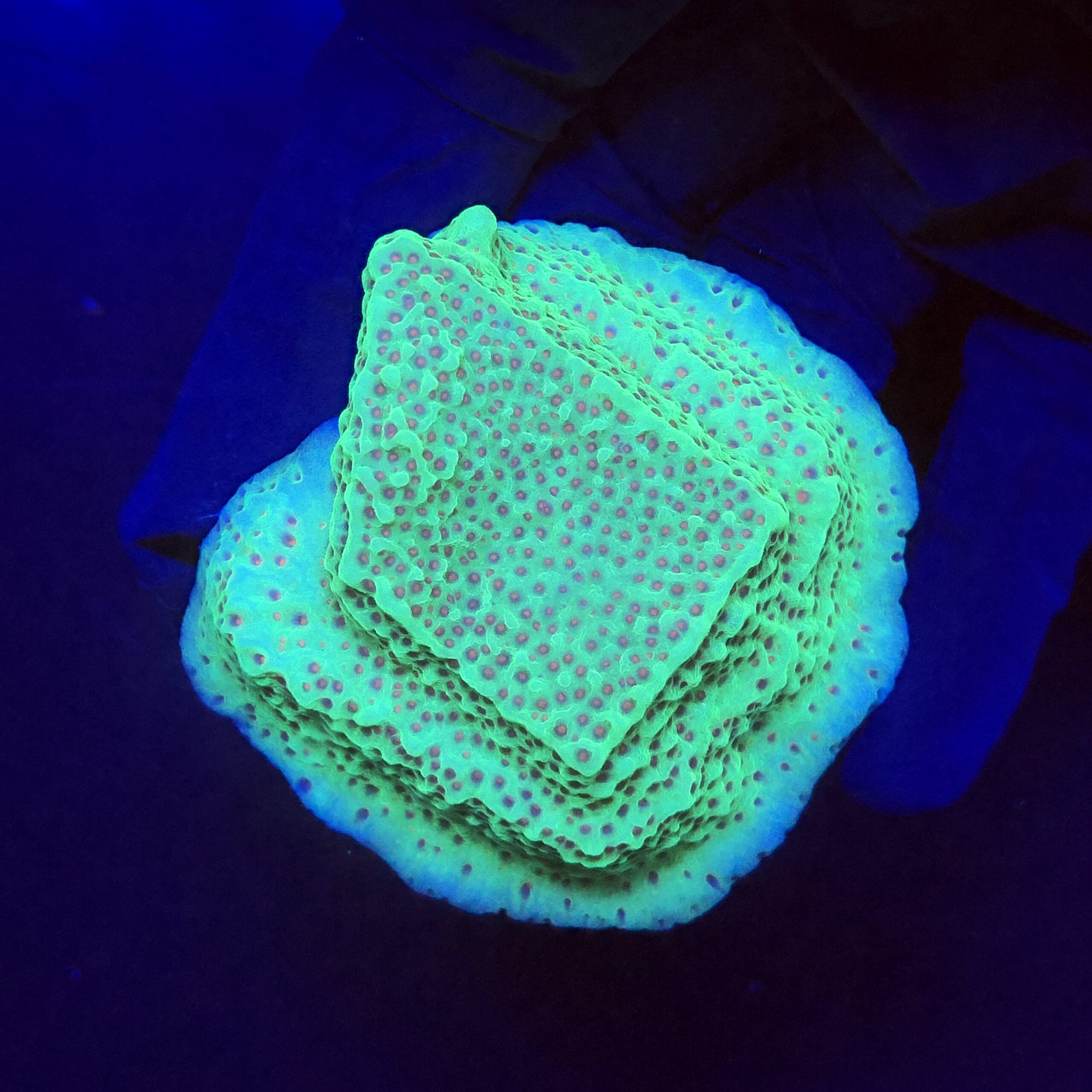 Montipora Jedi Trick Mint Undata G