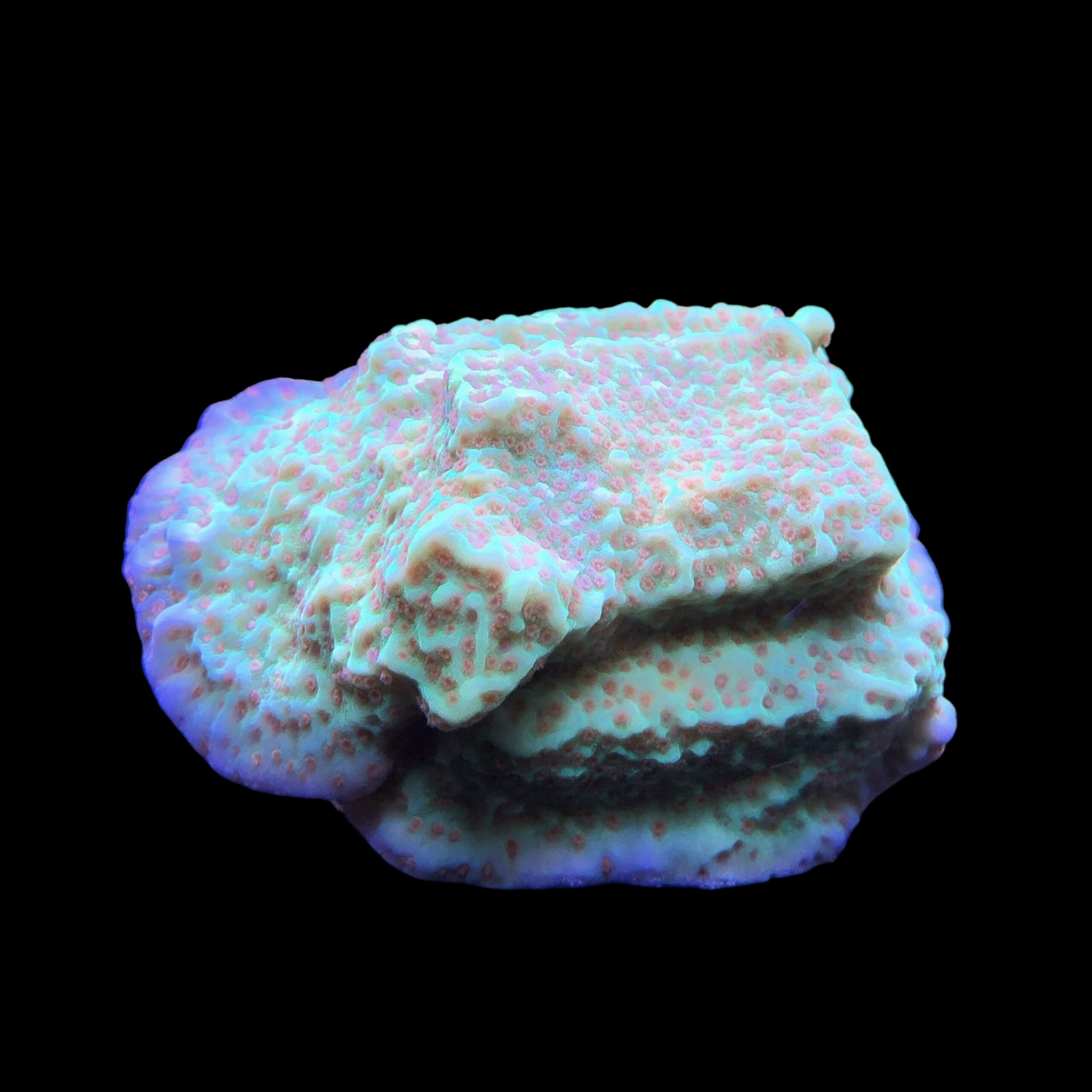 Montipora Jedi Trick Mint Undata G - Imagem 2