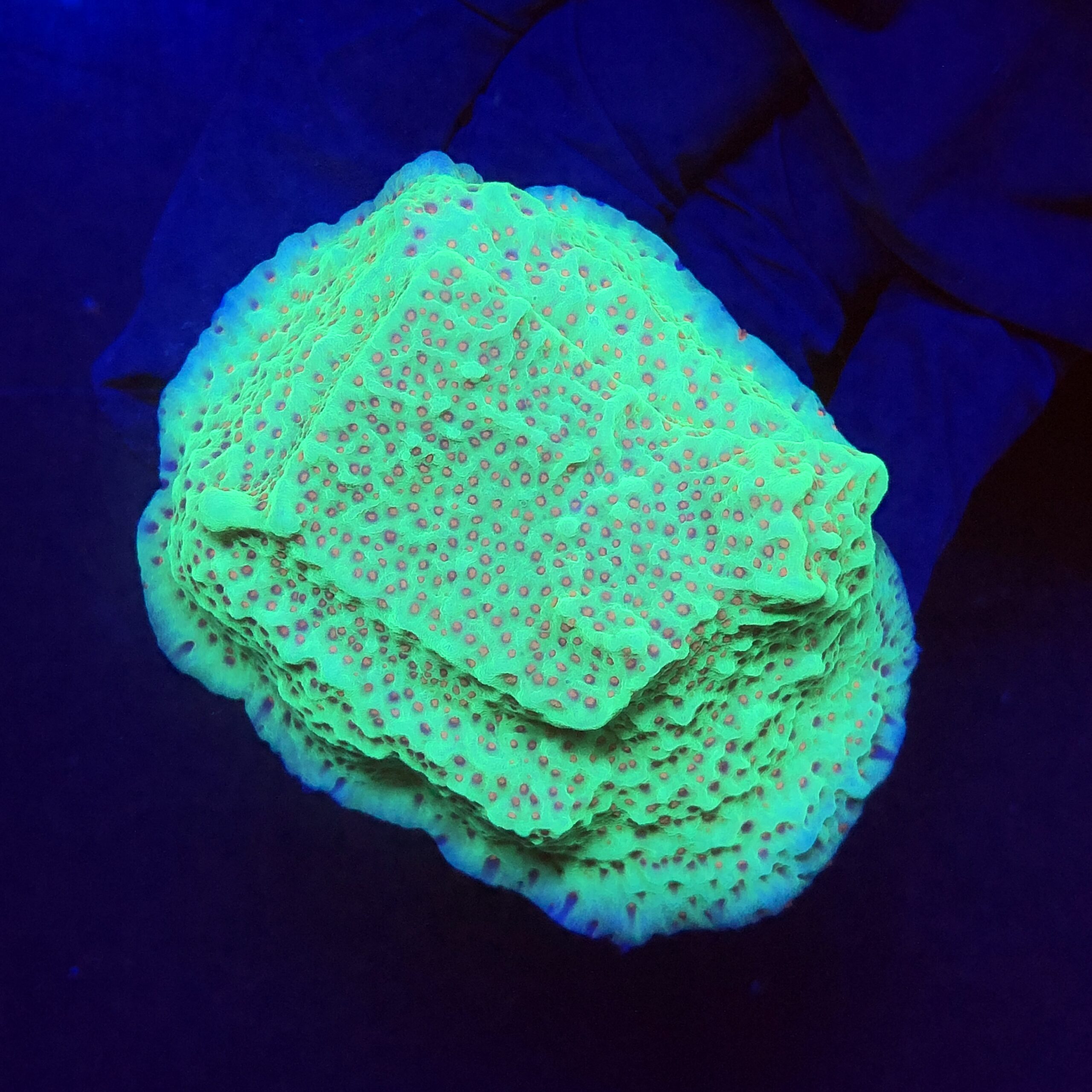 Montipora Jedi Trick Mint Undata G