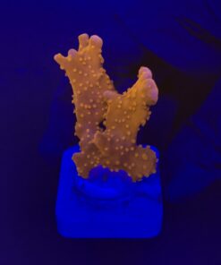 Alternative view of Montipora Setosa M