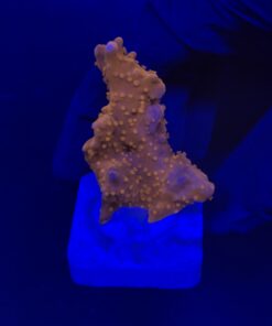 Alternative view of Montipora Setosa M
