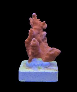 Montipora Setosa M