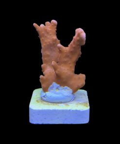 Montipora Setosa M