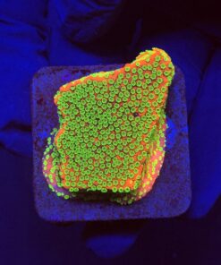 Montipora Sunset M