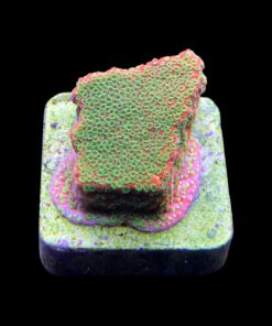 Alternative view of Montipora Sunset M