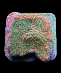 Alternative view of Montipora Sunset M