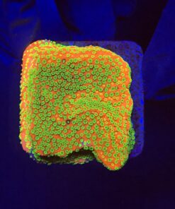 Montipora Sunset M