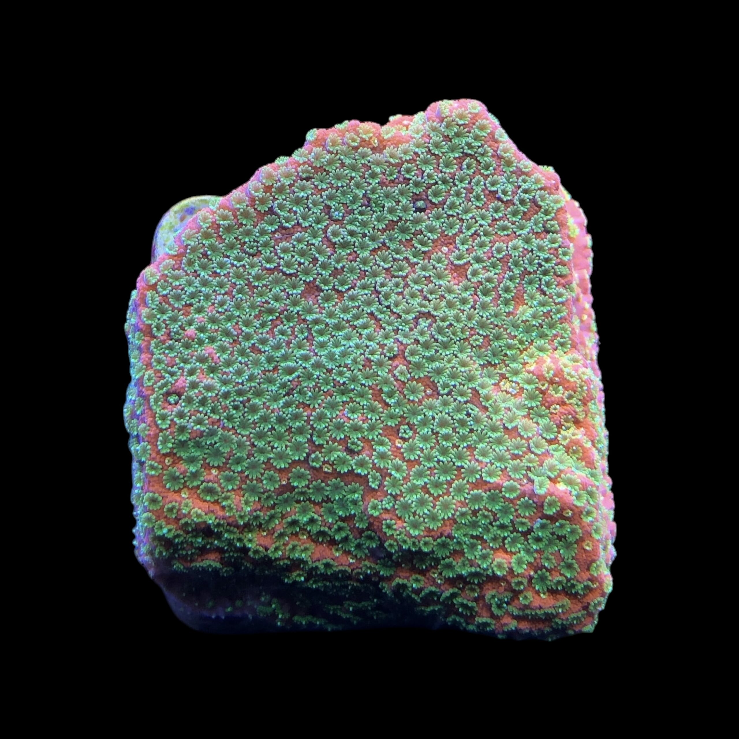 Montipora Sunset M - Imagem 2