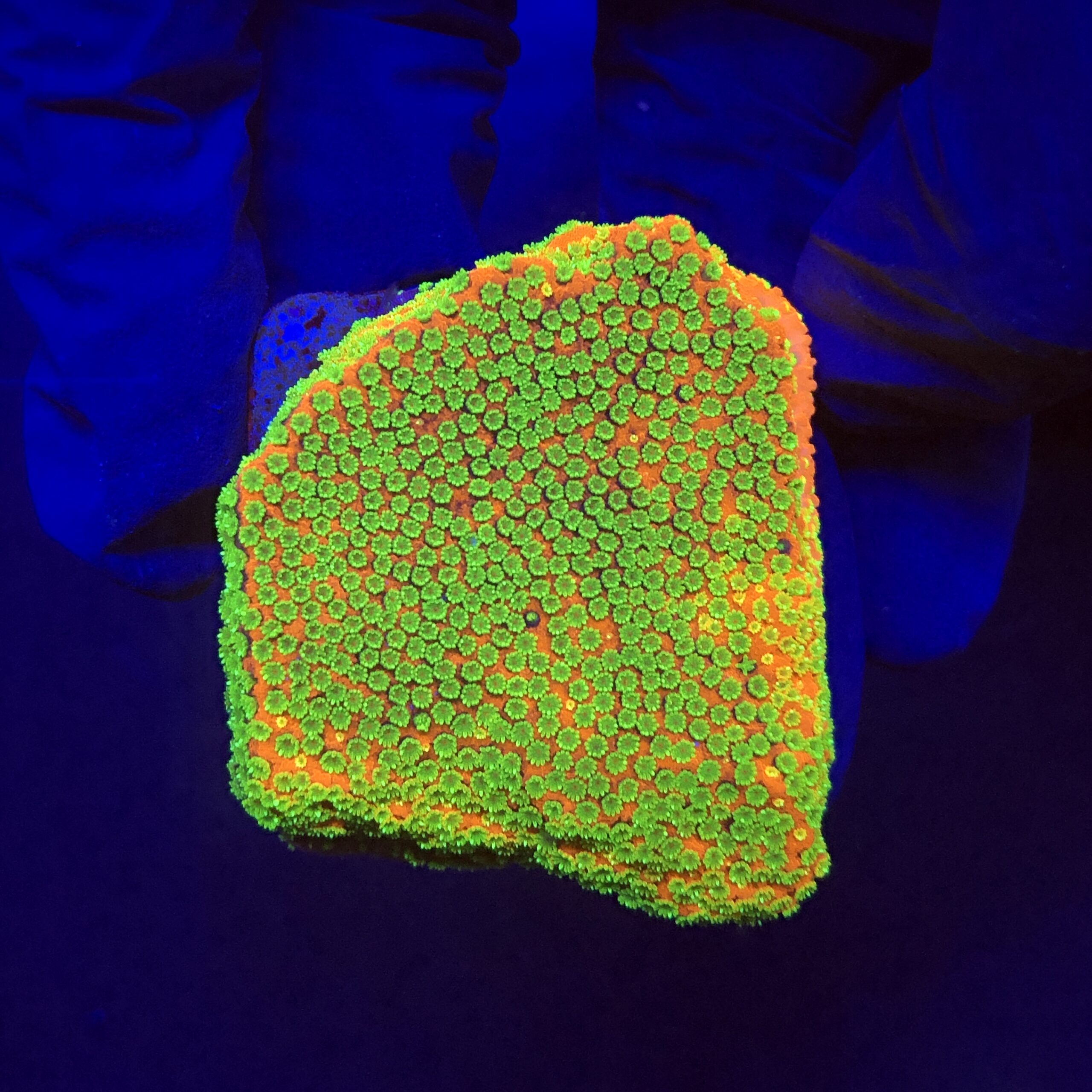 Montipora Sunset M