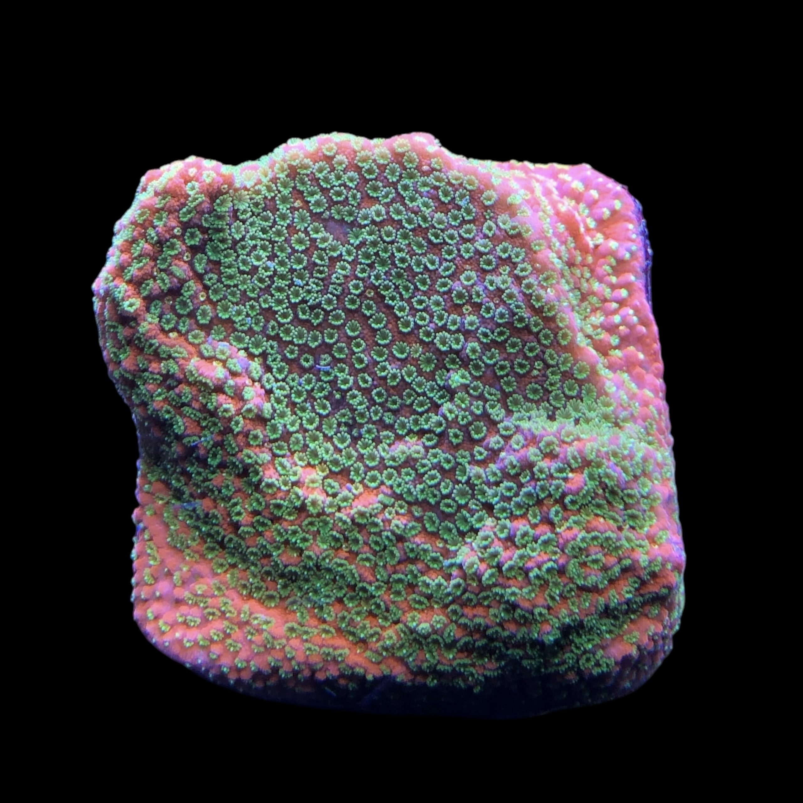 Montipora Sunset M - Imagem 2