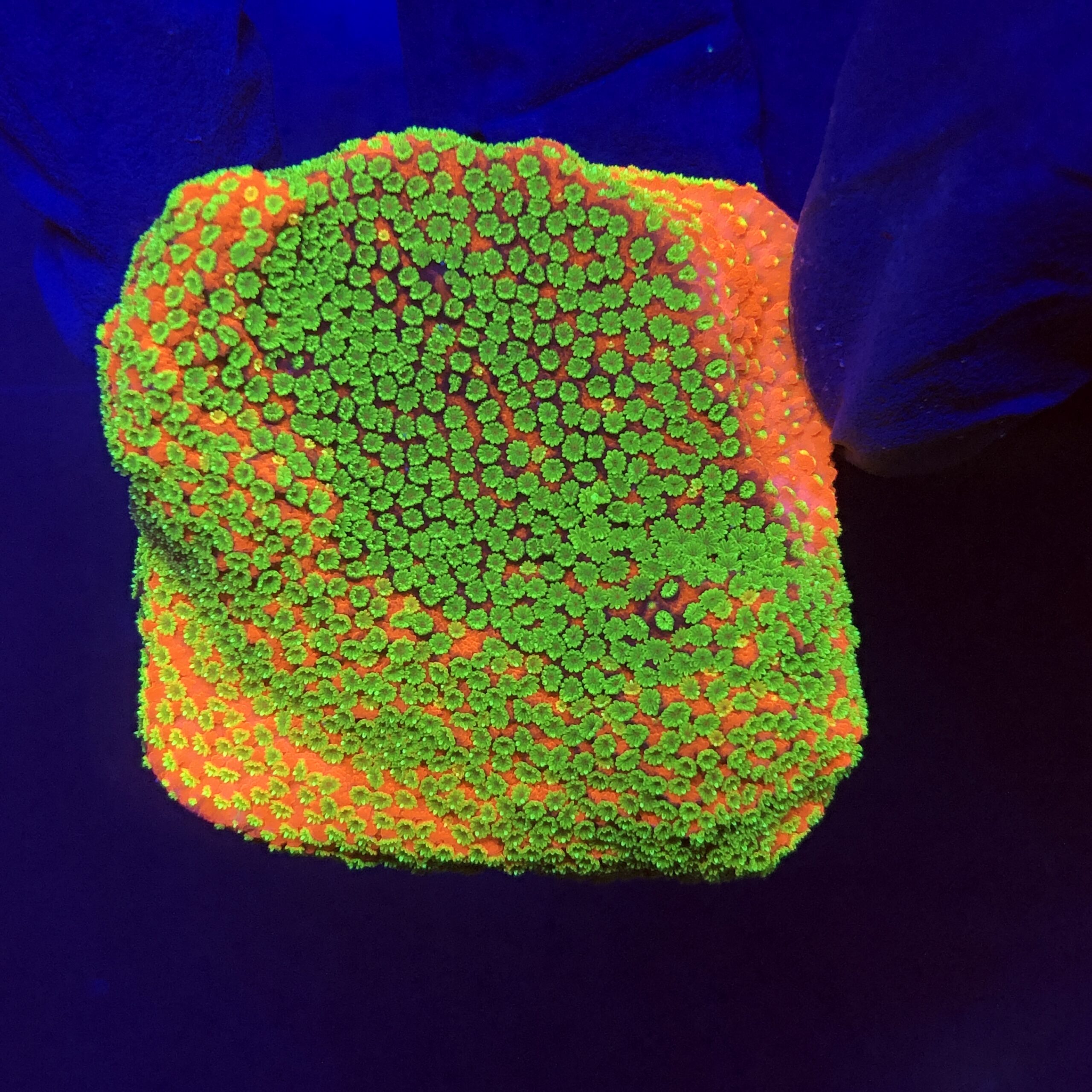 Montipora Sunset M