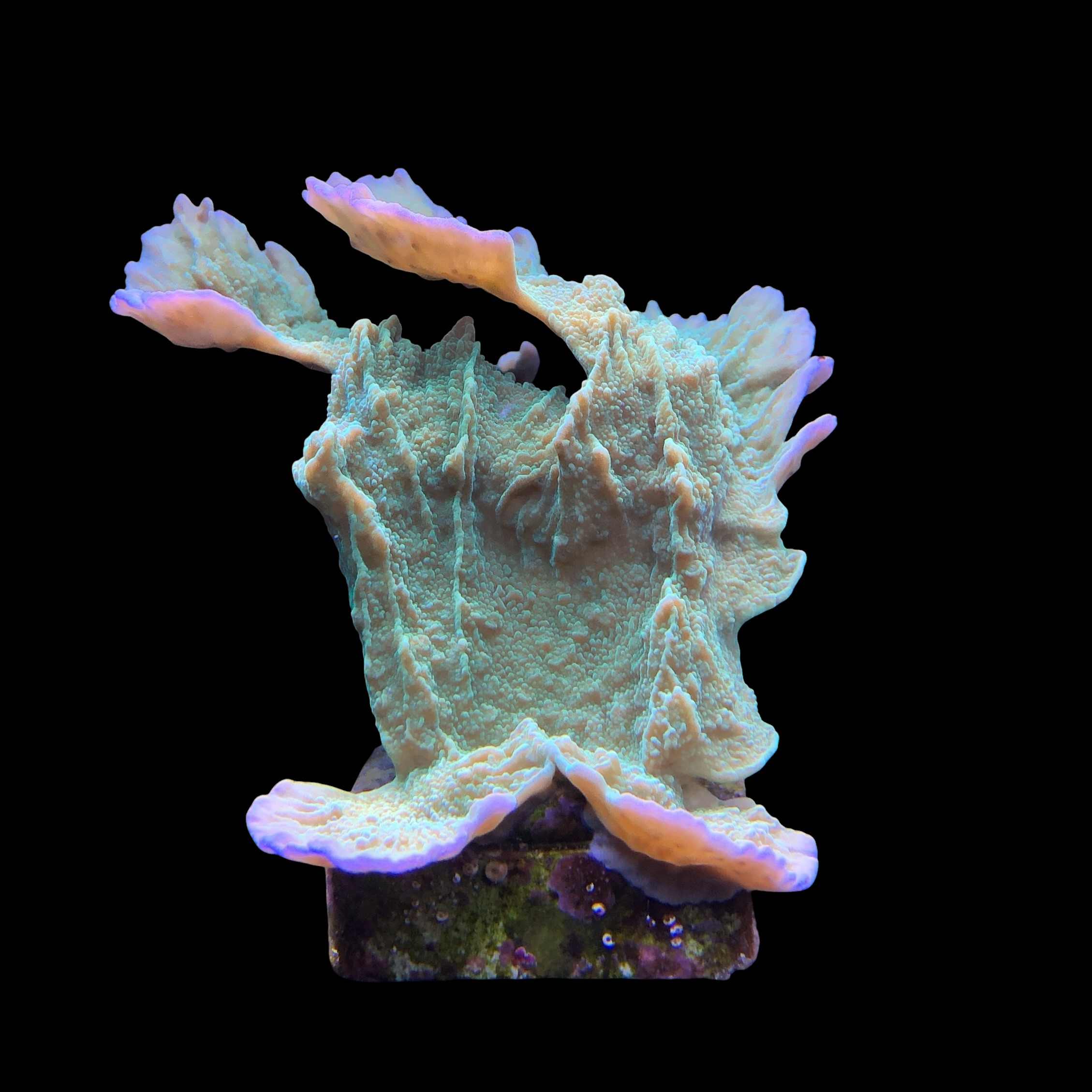 Montipora Capricornio Green G - Imagem 2