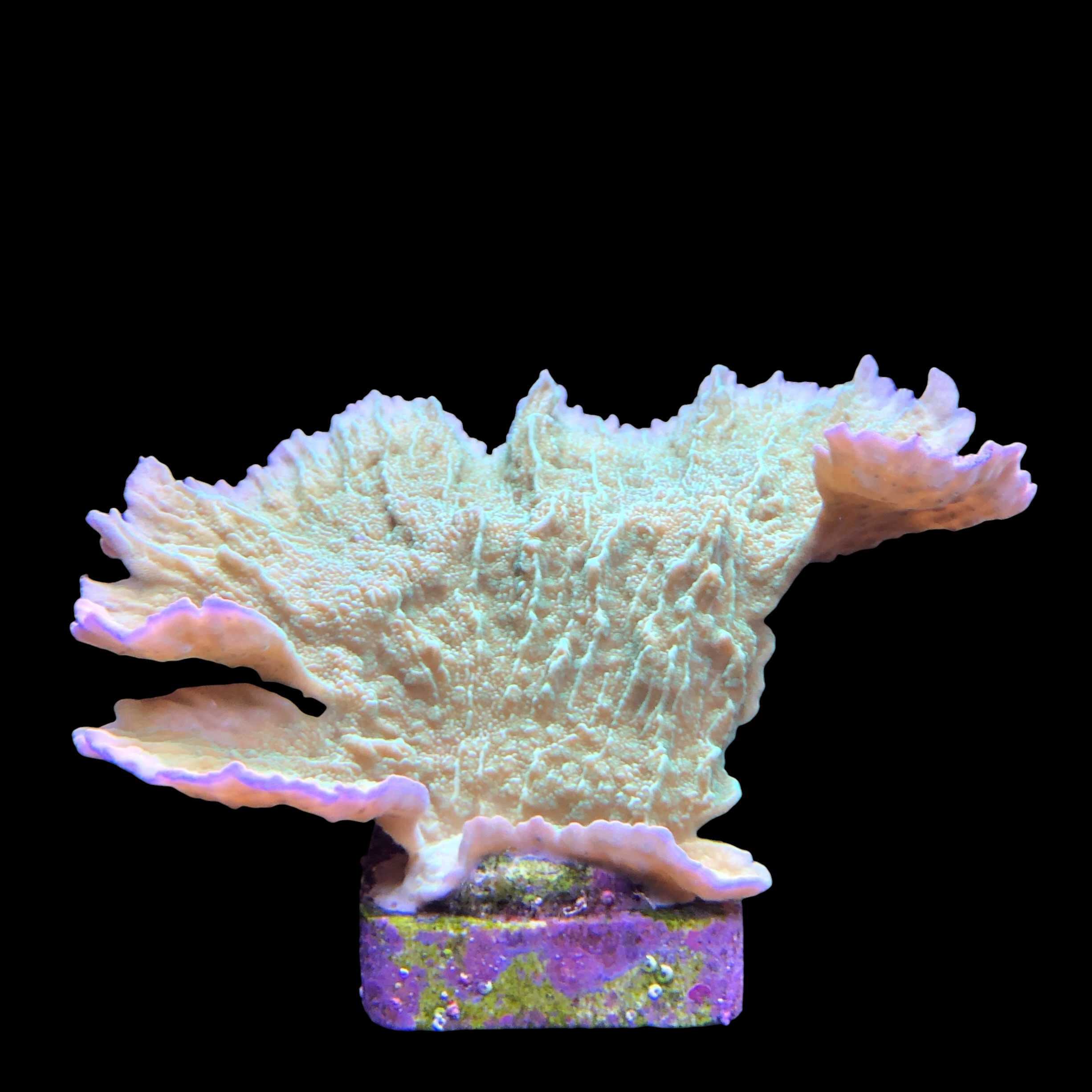 Montipora Capricornio Green G - Imagem 2