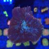 Mush Red Tonga G