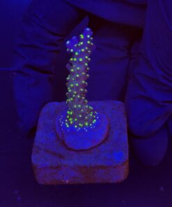 Nana Purple Neon Polyps M