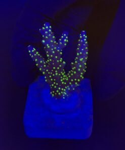 Nana Purple Neon Polyps M