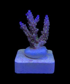 Alternative view of Nana Purple Neon Polyps M