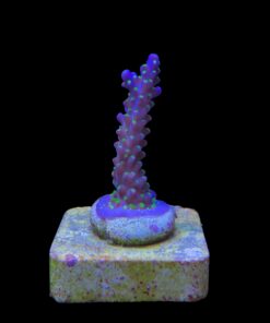 Alternative view of Nana Purple Neon Polyps M