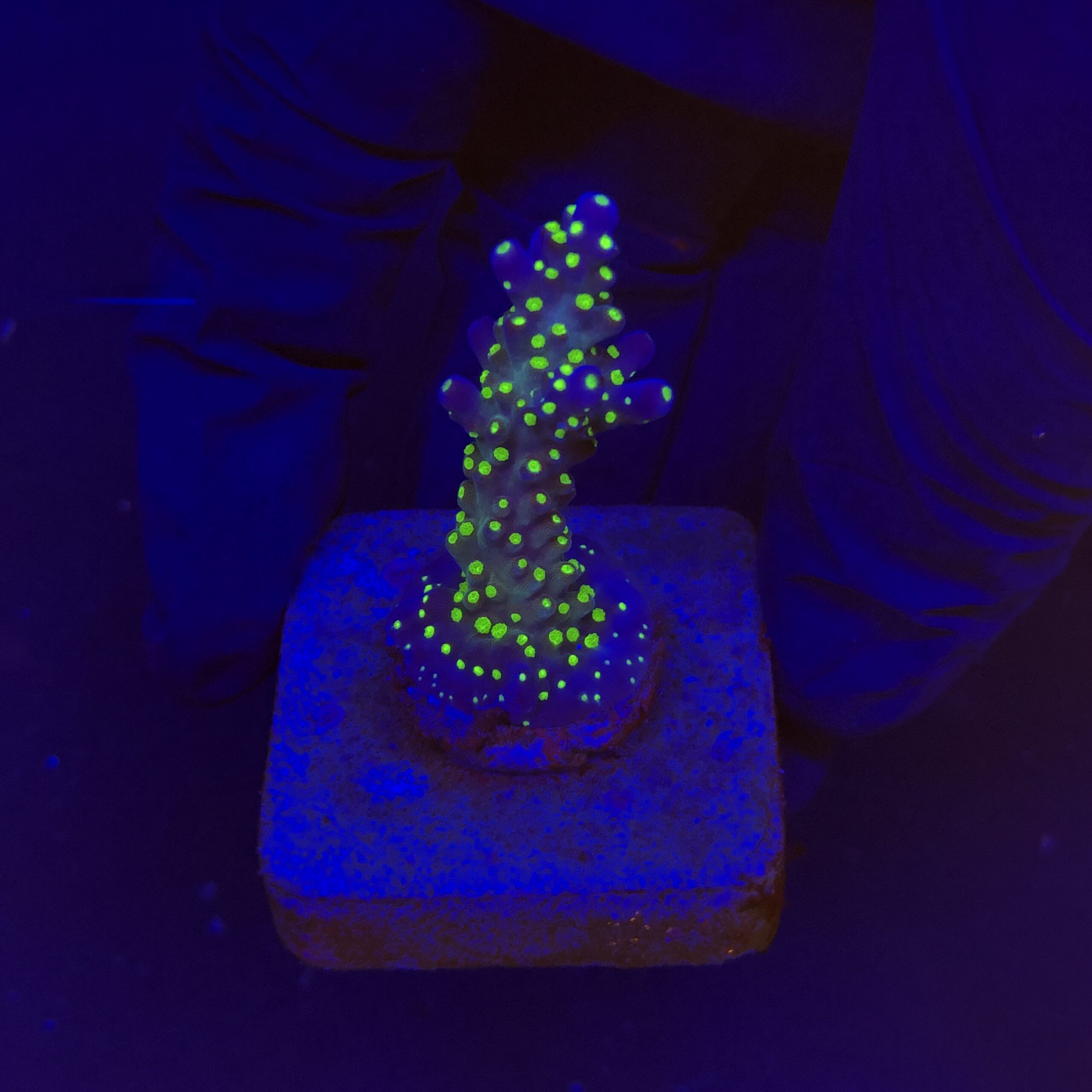 Nana Purple Neon Polyps P
