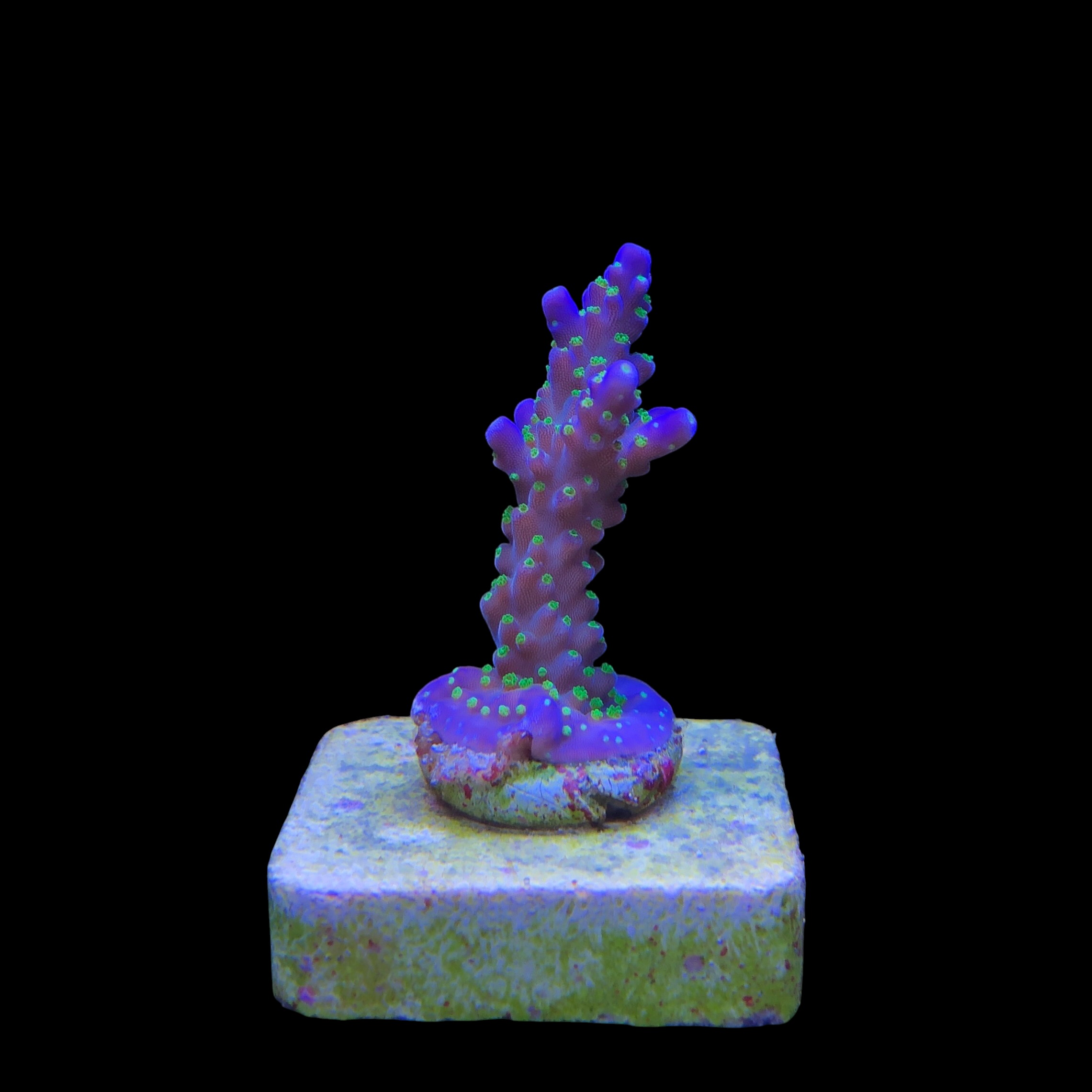 Nana Purple Neon Polyps P - Imagem 2