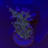 Ora Blue Green G
